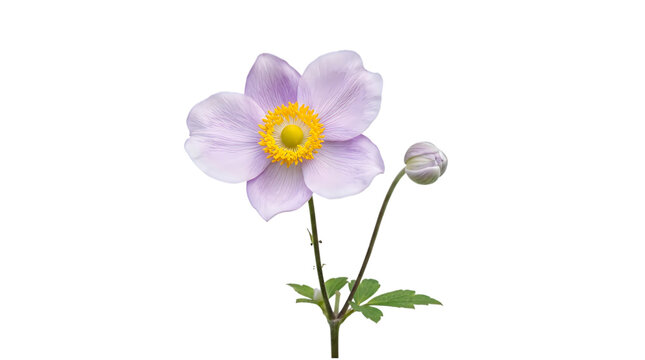 Delicate lavender japanese anemone flower with bud isolated on transparent background