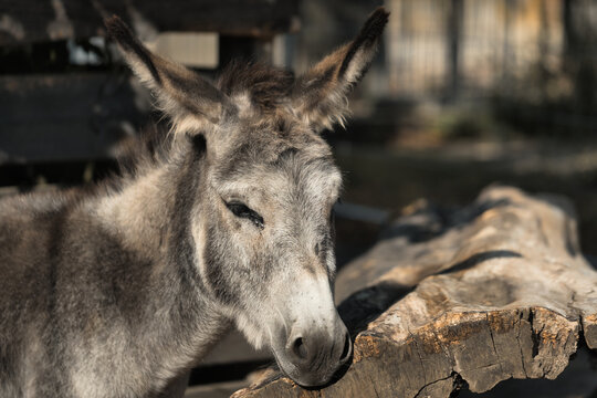 Cute Grey Donkey Close-up Portrait Resting Head on a Wooden Log