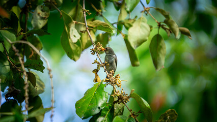 Fototapeta premium Dicaeum trochileum (Scarlet-headed flowerpecker, Burung cabe, Cabai Jawa). The bird is endemic to a few islands of the archipelago of Indonesia.