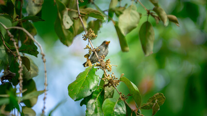 Fototapeta premium Dicaeum trochileum (Scarlet-headed flowerpecker, Burung cabe, Cabai Jawa). The bird is endemic to a few islands of the archipelago of Indonesia.