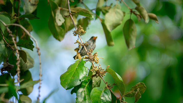 Dicaeum trochileum (Scarlet-headed flowerpecker, Burung cabe, Cabai Jawa). The bird is endemic to a few islands of the archipelago of Indonesia.