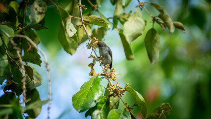 Fototapeta premium Dicaeum trochileum (Scarlet-headed flowerpecker, Burung cabe, Cabai Jawa). The bird is endemic to a few islands of the archipelago of Indonesia.