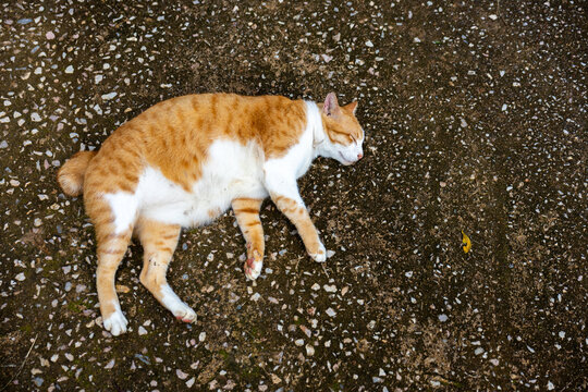 Orange cat pavement lying rough urban scene texture above animal street quiet ginger tabby resting on gritty stone ground with calm expression