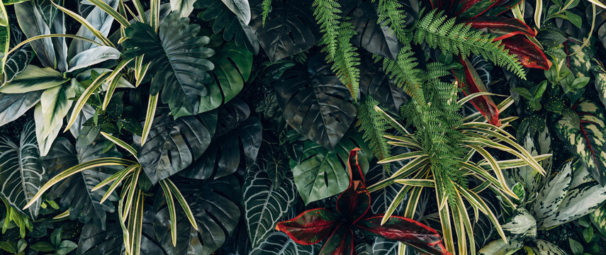 Full Frame of Green Leaves Pattern Background, Nature Lush Foliage Leaf Texture, tropical leaf
