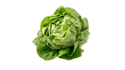 Obraz premium Head of fresh green butterhead lettuce isolated on transparent background