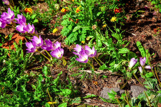 Purple colchicum flowers blooming in garden