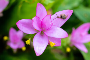 Pink lotus flower snail petal lush garden delicate nature scene vivid color macro closeup with green leaf background and calm wildlife detail © CoreRock