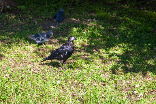Rook and pigeons on green grass