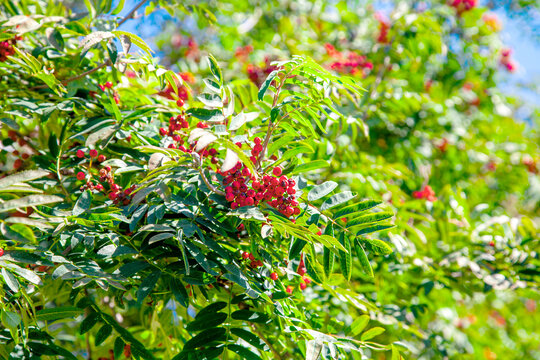 Red rowan berries against blue sky