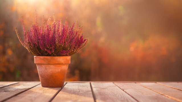 Blooming purple heather in terracotta pot on deck with blurred autumn garden background banner.