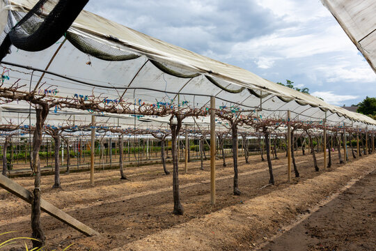 Vineyard greenhouse canopy grapevine trellis agricultural field row net soil vineyard greenhouse canopy covering bare grapevine row on trellis in agricultural field under cloudy sky