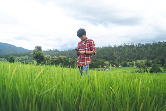 Young Farmer Using Smartphone in Green Rice Paddy Field