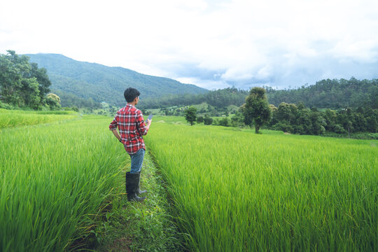 Smart Farmer Using Mobile Phone in Green Rice Field with Mountain Landscape