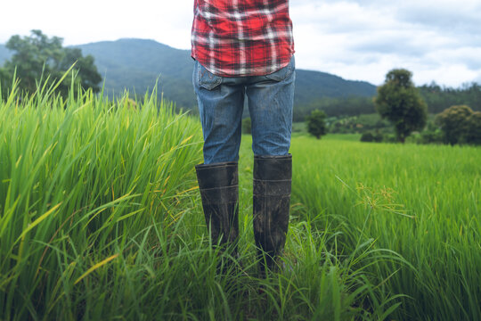 Farmer Standing in Green Rice Field with Mountain Landscape