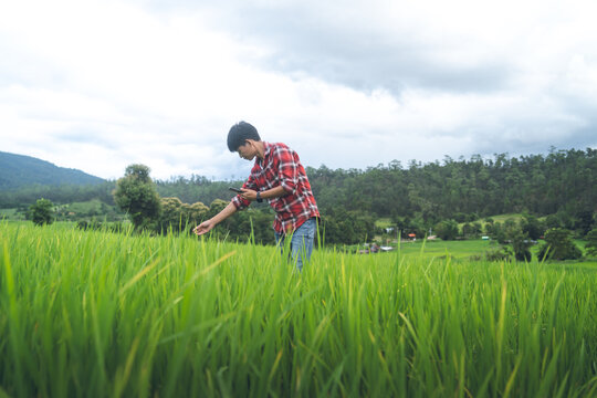Farmer Inspecting Rice Crop with Smartphone in Green Paddy Field