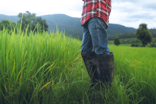 Farmer Walking Through Green Rice Field in Rural Mountain Landscape