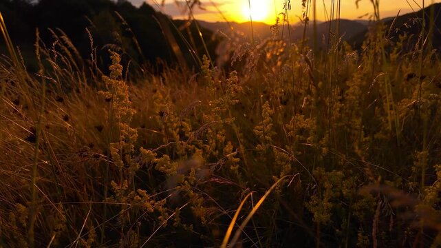 Summertime golden colors on meadow flowers.