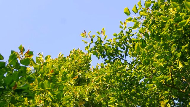 Sunlight illuminating the fresh green leaves of a bird cherry, or Prunus padus, tree as they gently sway in the breeze against a clear blue sky, creating a peaceful and serene nature scene