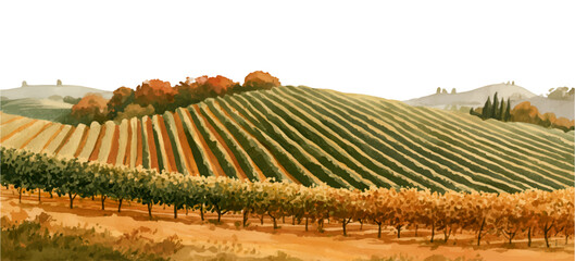 Obraz premium Autumn vineyard landscape illustrating wine production and harvest season in a tuscan countryside setting. With rows of grapevines and rolling hills under a bright sky