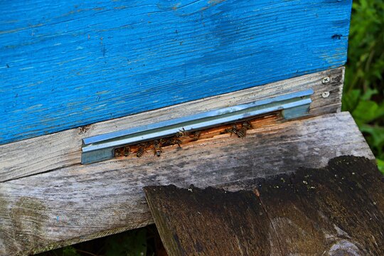 A beehive is a hole in the hive through which bees enter the hive.
