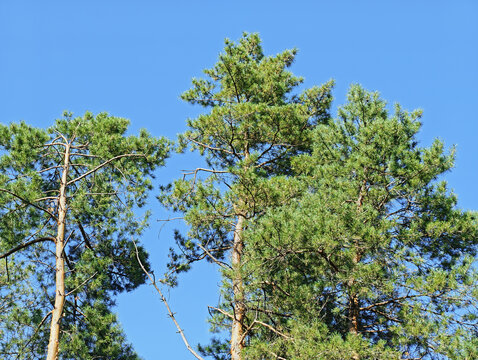 Tall the tops of pine trees at edge of forest