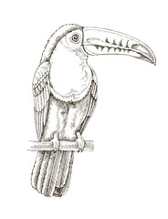 Fototapeta premium Sketched toucan tropical bird illustration