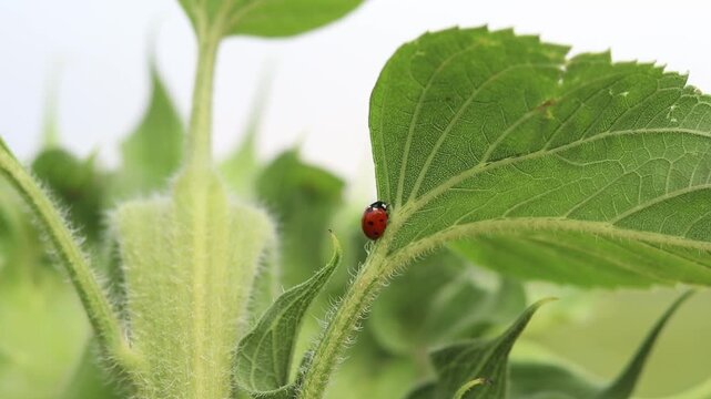 Close-up of a ladybug on a green sunflower leaf. Bright red ladybug with black spots crawling on a large green sunflower leaf. Summer macro shot of nature with a beneficial beetle. Little ladybug