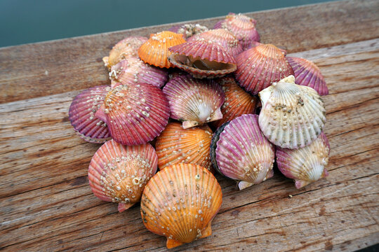 sea shells on a wooden table