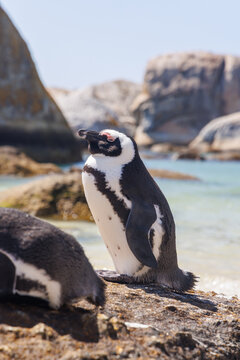 Penguins on ocean shore in South Africa