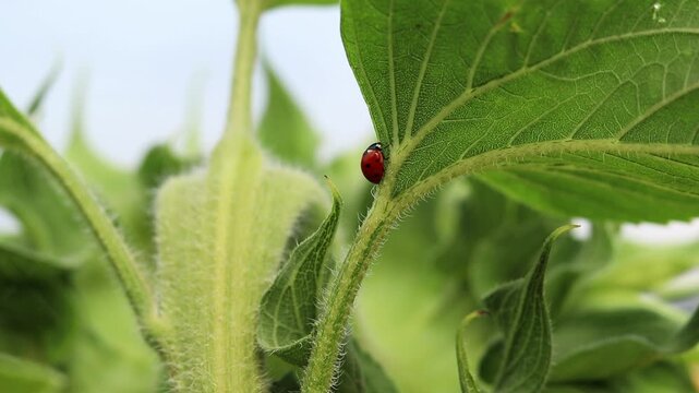 Close-up of a ladybug on a green sunflower leaf. Bright red ladybug with black spots crawling on a large green sunflower leaf. Summer macro shot of nature with a beneficial beetle. Little ladybug