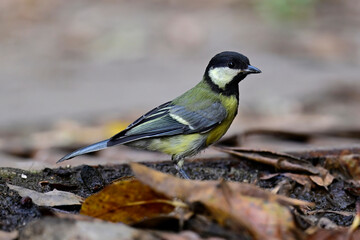 Kohlmeise // Great tit (Parus major) - Nationalpark Monfragüe, Extremadura, Spanien © bennytrapp