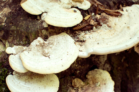 Mushrooms on a stump in the forest