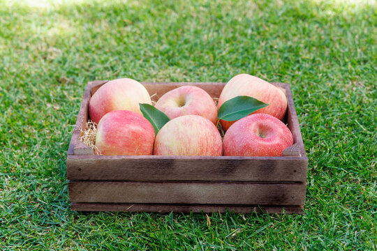 Fresh red apples in wooden crate on green grass