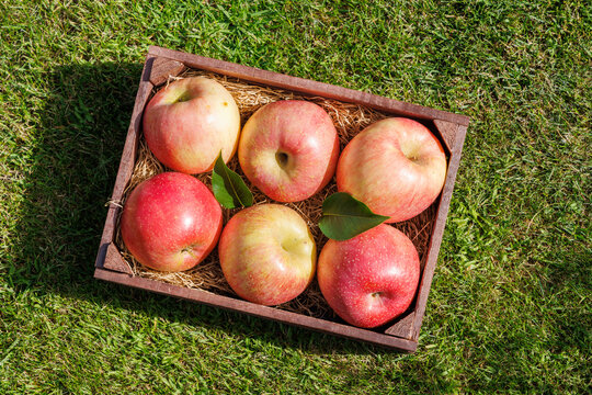 Fresh red apples in wooden crate on green grass