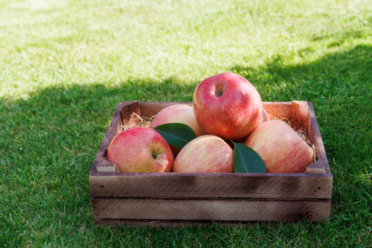 Fresh red apples in wooden crate on green grass
