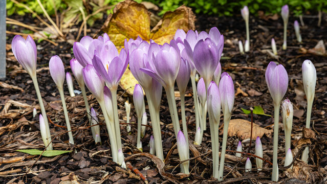 Purple autumn crocus flowers emerging from mulched garden bed