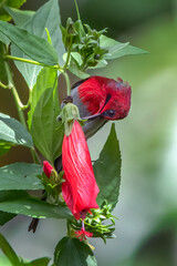 Fototapeta premium A Javan sunbird is sipping nectar from a hibiscus flower.