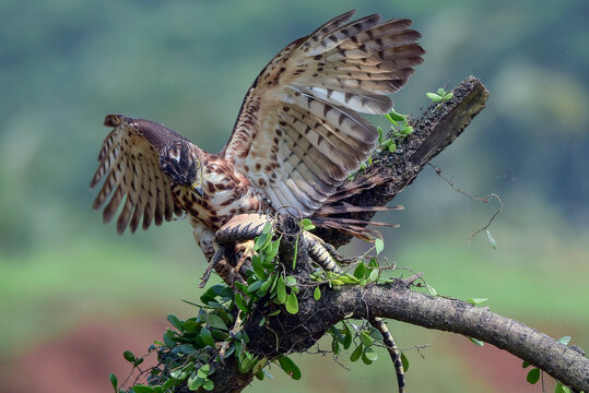 A crested goshawk is pouncing on prey on a tree branch
