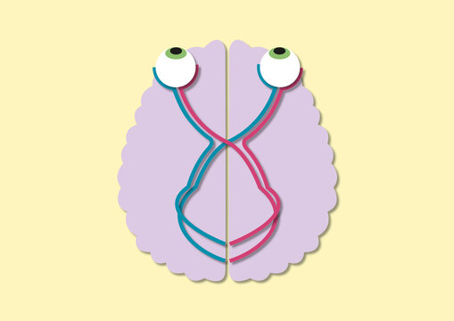 Visual pathway, conceptual illustration