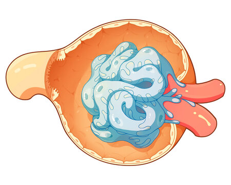 Kidney corpuscle, illustration