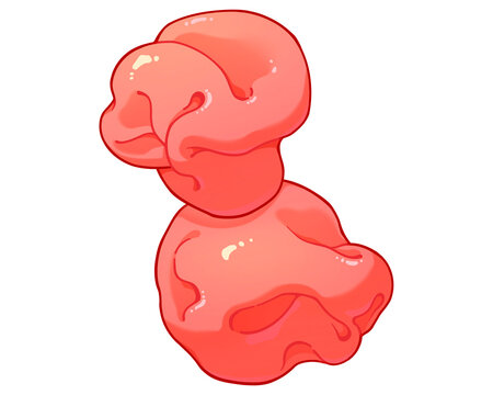 Reticulocyte, illustration