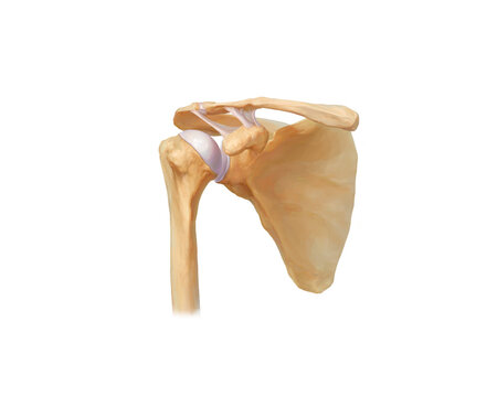 Shoulder joint, illustration