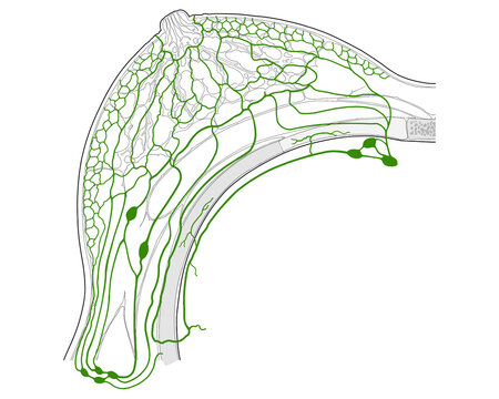 Chest lymph nodes, illustration