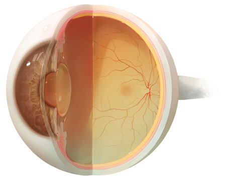 Vitreous blood vessels, illustration