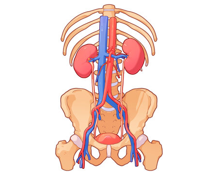 Urinary system, illustration