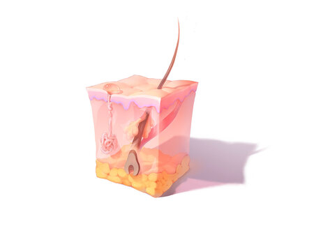 Skin tissue, illustration