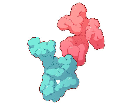 V1 and V2 vasopressin receptors, illustration