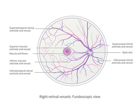 Retinal blood vessels, illustration