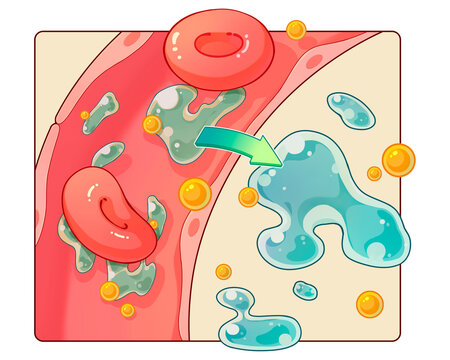 Glomerulotubular balance, illustration