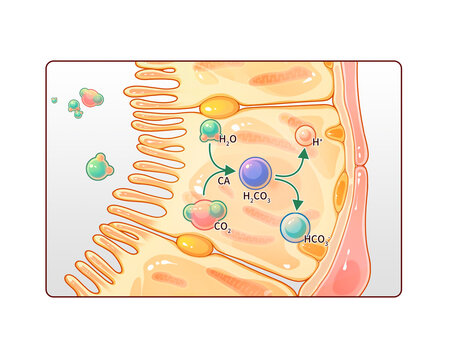 Bicarbonate reabsorption and hydrogen secretion, illustration